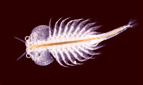 Artemia salina - In brine shrimp. …shrimp belonging to the species Artemia salina, which occur in vast numbers in the Great Salt Lake, Utah, are of commercial importance. Young brine …